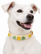 Citrus Garden Natural Stone Beaded Pet Collar