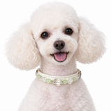 Green Clarity Beaded Pet Collar